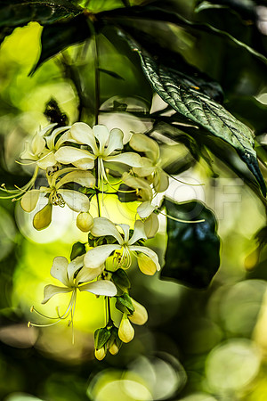 Yellow Flower 4, Hawai'i