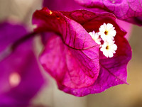 Bougainvillea