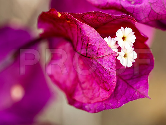 Bougainvillea