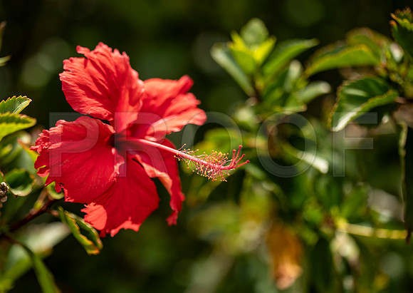 Red Hibiscus