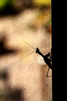 Praying Mantis, Costa Rica