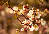White and Pink Buds