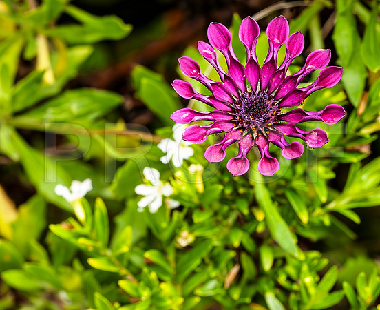 Purple Aster with Fluted Petals