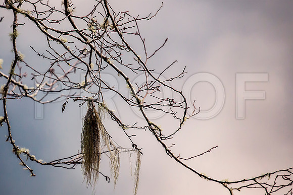 Mossy Branch