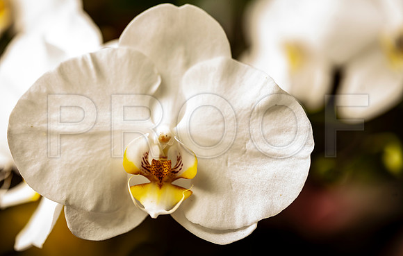 Phalaenopsis