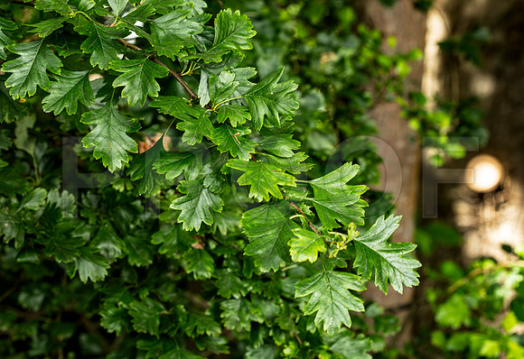 Hawthorn, Scotland