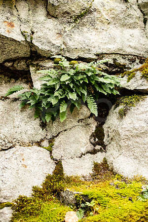 Fern in Stone, OR