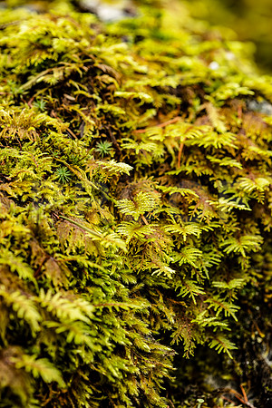 Moss 2, OR