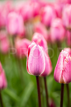Pink Tullips