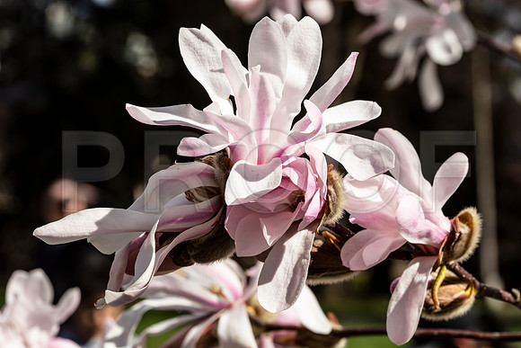Pink Magnolia Flowers 9