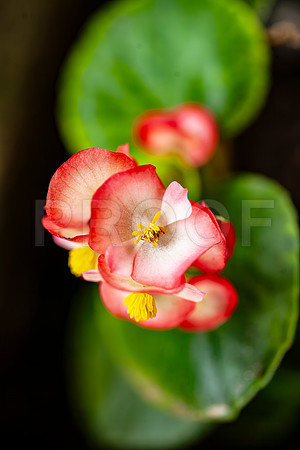 Red and White Wax Begonia