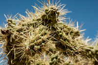 Chain-fruit Cholla (Cylindropuntia fulgida), Saguaro National Park