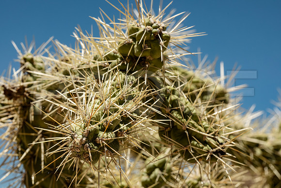 Chain-fruit Cholla (Cylindropuntia fulgida), Saguaro National Park