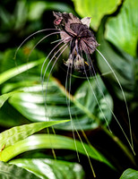 Bat Flower (Tacca chantieri)