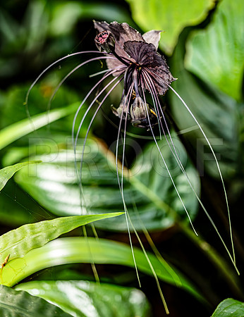 Bat Flower (Tacca chantieri)