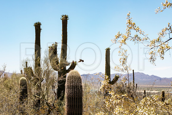 Saguaro Cactus (Carnegiea gigantea) with White Winged Dove (Zenaida asiatica) 3, Saguaro National Park