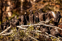 Black Vulture (Coragyps atratus)