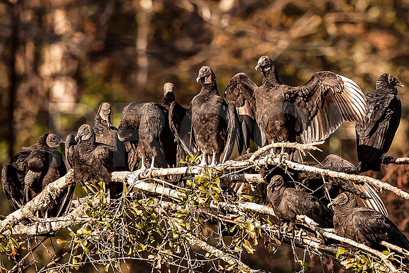 Black Vulture (Coragyps atratus)