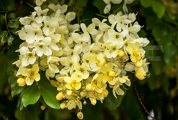 Golden Shower Tree 2 (Cassia fistula)