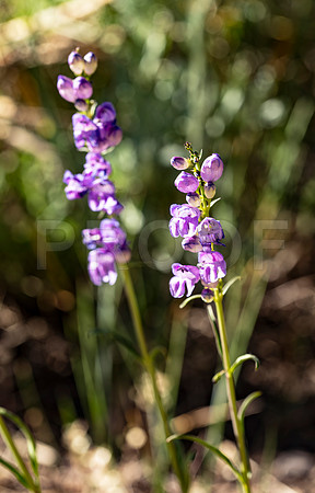Rocky Mountain Penstemon (Penstemon Strictus), Black Canyon of the Gunnison National Park