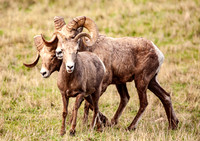 Bighorn Sheep (Ovis canadensis) in Rut