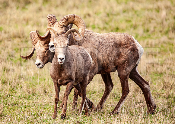 Bighorn Sheep (Ovis canadensis) in Rut