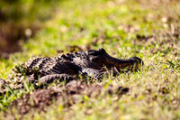 American alligator (Alligator mississippiensis) 3