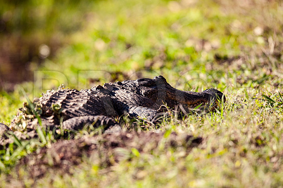 American alligator (Alligator mississippiensis) 3