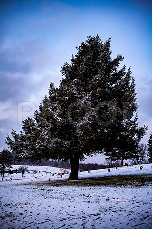 Winter Tree at Sunset in Cemetery