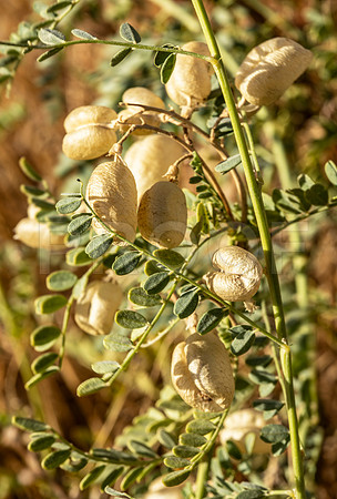 Seed Pods