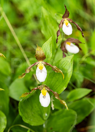 Mountain Lady Slipper (Cypripedium montanum), Glacier National Park