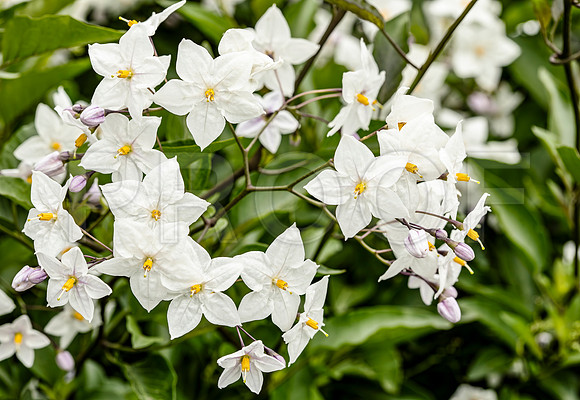 Deadly Nightshade flowers (Atropa Belladonna)