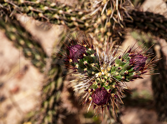 Walking Stick Cholla (Cylindropuntia spinosior), Petrified National Park
