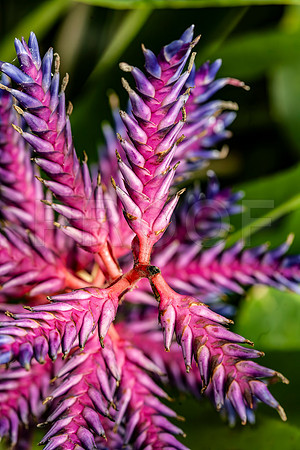 Pink Bromeliad