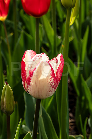 Red and White Tulip