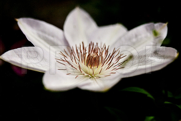 White Clementis