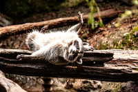 Racoon on Log