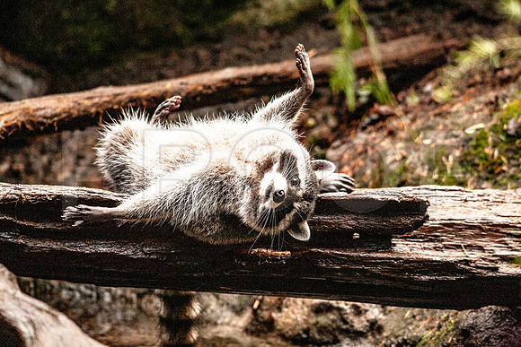 Racoon on Log
