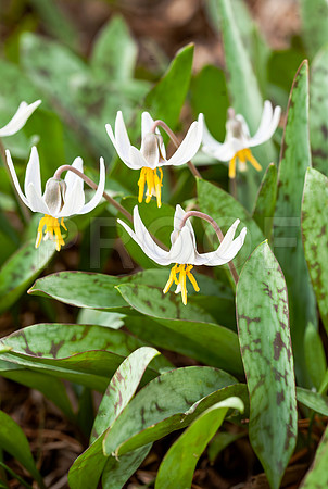 White Trout Lily (Erythronium albidum)