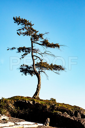 Windswept Tree