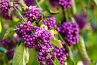 Beautyberry (Callicarpa americana) 3