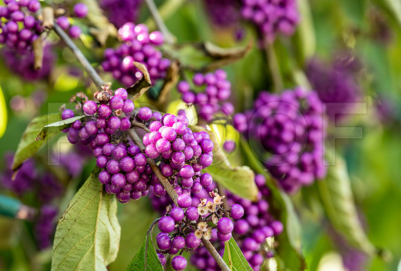 Beautyberry (Callicarpa americana) 3