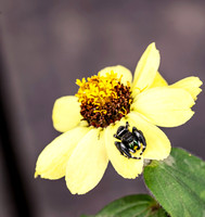 Jumping Spider on yellow flower 2