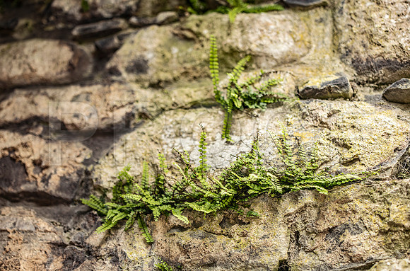 Ferns on wall 2, Scotland