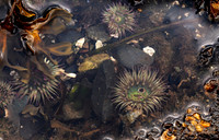 Tide Pool, PNW