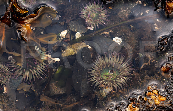 Tide Pool, PNW