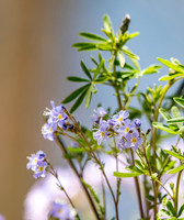 Blue and Yellow Flowers