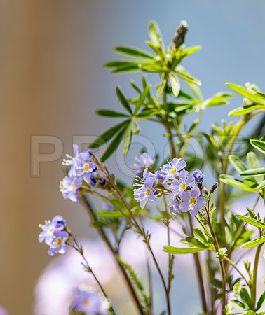 Blue and Yellow Flowers