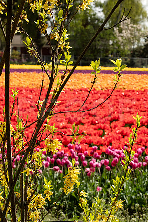 Forsythia and Tulip Field