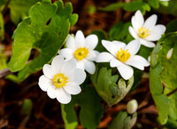 Bloodroot (Sanguinaria canadensis) 3